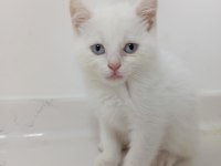 2 aylık dişi british shorthair