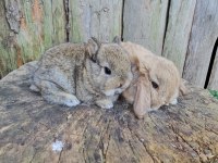 Mini lop ve cüce tavşan bebeklerimiz