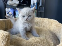Lilac british shorthair
