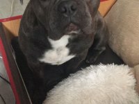 Blue Tan French Bulldog Kızım Yeni Yuvasını Arıyor