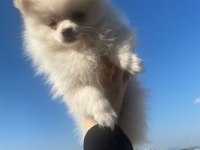 POMERANİAN BOO 3 AYLIK YAVRULARIMIZ