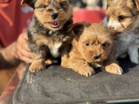 Show kalite tea cup morkie yavrularımız