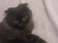2 aylık british longhair kızımız