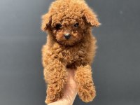 Ankaranın yasal ruhsatlı çiftliğinden toy poodle