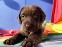 Üreticiden A Plus Kalite Labrador Yavrular