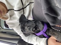 Cane corso 3 aylık aşıları tam