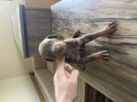 Kızıl doberman yavruları için arayın