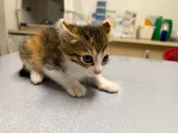 2 aylık Calico cinsi bebek