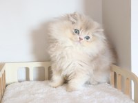 SAFKAN AY11 POFUDUK BRİTİSH LONGHAİR
