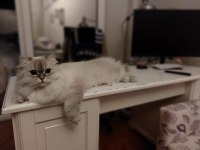 British Longhair Kedim Karameli Sahiplendirmek İstiyorum