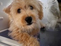 Maltese terrier cinsi köpeğimi sahiplendiriyorum