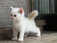 Erkek british shorthair güzel yavru