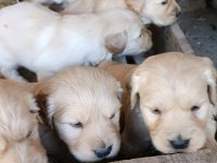 Bebek yüz golden retriever yavrular için geç kalmayın