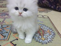 Son bir dişi pamuk british longhair