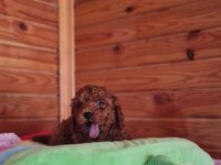 Red Brown Toy Poodle Yavru