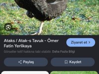 8 Aylık Tavuklar Şuan Her Gün Yumurtluyorlar