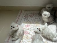 Silver dişi british longhair yavrular