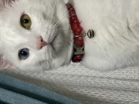 Erkek kısırlaştırılmış van kedisi