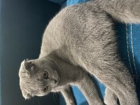 Balıkesir Merkez Scottish Fold 10 aylık