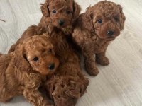 TESLİME HAZİR orjinal toy poodle bebekler