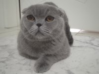 İsmi Dorin Cinsi Scottish Fold çok tatlı uysal