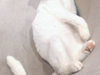 2 yaşında scottish fold oğlum