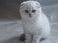 Scottish fold ve straight yavrular