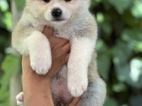 Safkan Japon akita