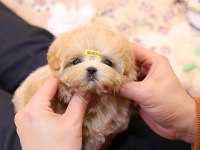 KORE KANI MUKEMMEL MALTIPOO BEBEKLERİMİZ