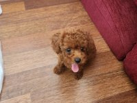 Poodle çikolata ya yuva