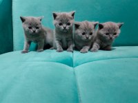 British Shorthair Kedilerimiz Yeni Yuvasını Arıyor