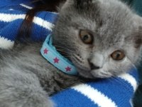 yavru scottish fold