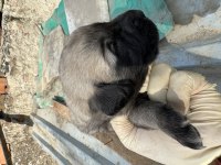 Dev Anadolu Çoban Köpeği