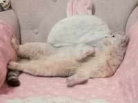 BRİTİSH KEDİMİZ