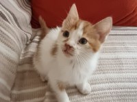 Büyük kediler tarafından dövülürken kurtarılan Toby