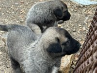 Harika safkan kangal yavrular