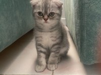 2 Aylık Erkek Scottish Fold