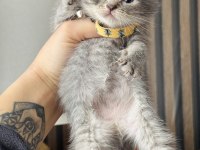 British Shorthair Blue Golden Yavrular