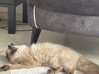 BABA İRAN ANNE HİMALAYAN CİNSİ DİŞİ KEDİMİZ