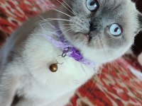 Sevimli scottish fold kedimiz pamuk