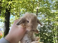 HOLLANDA TEDDY LOP TAVŞAN YAVRULAR