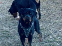 Erkek-Dişi A Şecereli Safkan Rottweiler