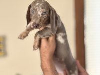 ÇİFTLİĞİMİZDEN GARANTİLİ DACHSHUND BEBEKLER
