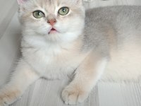 Bursa golden point british shorthair bebekler