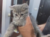 Scottish fold yavrular