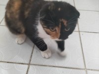 British shorthair kediler