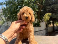 POODLE BEBEKLERİM