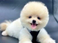 TÜRKİYENİN EN İYİ A PLUS YAVRU POMERANİAN KÖPEKLERİ