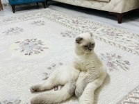 Scottish fold ömürlük yuvasını arıyoruz