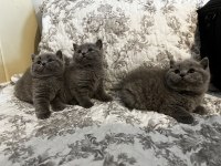 1.5 Aylık 4 tane saf british shorthair yavrularımız